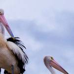 Pelicans on Poles  by Frank Carroll Scored 13 1st Place Bon Strange Novice Image of the Year