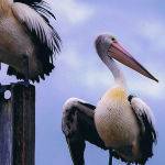 Pelicans on a Pole by Frank Carroll Scored 11