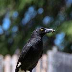 Pied Currawongs Breakfast by Kate Both Scored 11 Highly Commended