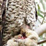 Powerful Owl by Mario Gross