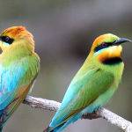 Rainbow Bee Eaters by Trevor Bibby