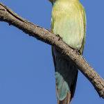 Rainbow Bee eater (Judy Mc Eachern)