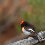 Red Capped Robin by Trevor Bibby