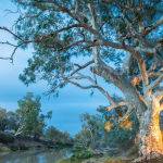 Redgum at Cooper Creek ( Betty Bibby ) Score 12