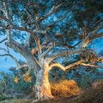 Redgum at Cooper Creek Betty Bibby (Score 13)