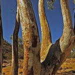 River Red gum (Murray Mc Eachern)