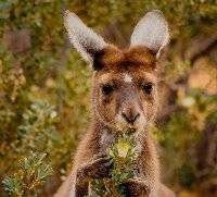 Roo Feeding Jim Weatherill Merit