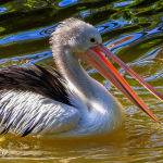 Ruffled Feathers by Mark Bevelander