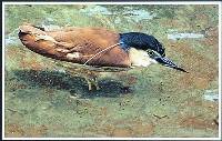 Rufous Night Heron (Patricia Stephens) 2nd In Section