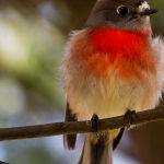 Scarlet Robin ( Trevor Bibby ) Score 12