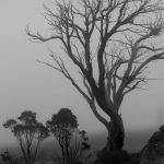 Snowgums in the Mist by Carol Hall Scored 13 2nd Place