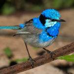 Splendid Fairy Wren (Trevor Bibby)