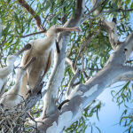 Spoonbill Family by Carol Hall