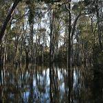 Spring Flood (Lorraine Lees)