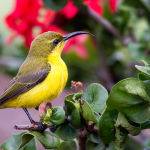 Sunbird (Trevor Bibby)