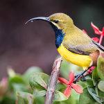 Sunbird on Nectar (Betty Bibby) Highly Commended