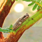 Tree Frog by Trevor Parry