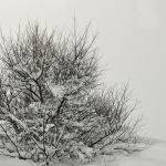 Tree in Snow (Judy Mc Eachern) Score 11