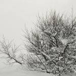 Tree in Snow by Judy McEachern 1st Place + Herb Richmond Print of the Year