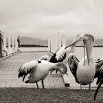 Waiting for the Next Cruise by Anne Carroll