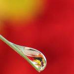 Water Drop by Lyn Fowler