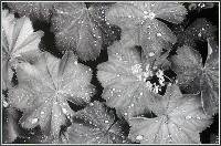 Waterdrops On Leaves (Anna Hoekstra) Merit