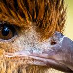 Whistling Kite by Gary Freestone