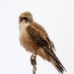 Whistling Kite by Trevor Bibby 3rd Place