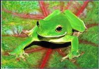 White Lipped Frog (John Culver) Merit