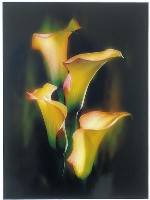 Yellow Arums (Jenni Horsnell) Merit