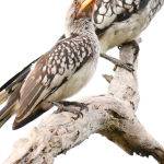 Yellow Billed Hornbills (Jill Wharton)