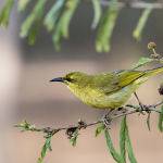 Yellow Honeyeater (Betty Bibby) Highly Commended