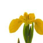 Yellow Iris - Lyn Fowler