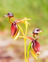 Flying Duck Orchids (Kerrie Purcell) 3rd Place