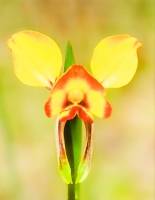 Wallflower Orchid (Kerrie Purcell) Highly Commended