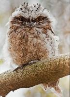 Tawny Frogmouth Owl Chick (Jill Wharton) Highly Conmmended