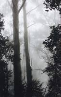 Mountain Mist (Lorraine Lees) 2nd Place