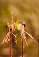 Spider Orchids (Kerrie Purcell) 2nd Place