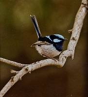 Suberb Fairy Wren (Jill Wharton) 1st Place