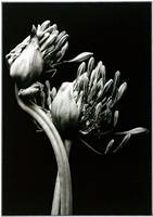 Black and White Delight ( Dianne English ) Merit