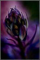 Bluebell Bud ( Dianne English ) Merit