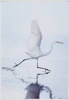 Lift Off ( Heather Hartkamp ) Merit