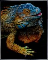 Iguana ( Arthur Lilley ) Merit