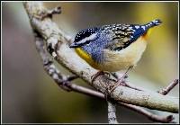 Spotted Pardalote ( Raymond Chatterton ) Merit