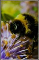 Bumble Bee ( Raymond Chatterton ) Merit