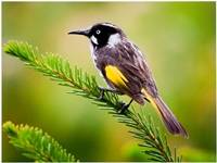 New Holland Honeyeater ( Lynn Deamer ) Merit