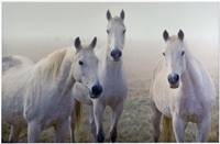 Three Whites ( Hans Kawitzki EFIAP FAPS ) Reserve Champion