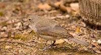 Ground Thrush And Grub - 1st Place Betty Bibby - Winner Of Bon Strange Memorial Trophy