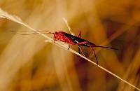 Ichneuman Wasp - 2nd Place Lorraine Lees