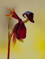 Duck Orchid - 3rd Place Kerrie Purcell